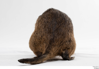 Nutria back tail whole body 0001.jpg